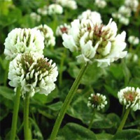 White Clover