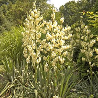 Yucca