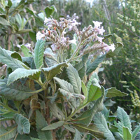 Yerba Santa